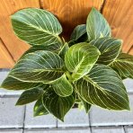 Filodendrón (Philodendron) ´BIRKIN´ - výška 15-20 cm, kont. C1L